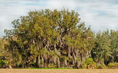 A large Southern Live Oak, Quercus virginiana, draped in Spanish moss, with an understory of saw palmetto. Shows entire tree with a blue sky backdrop. Native to southeastern United States.