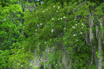 Obraz premium A closeup of a flowering Loblolly Bay Tree, Gordonia lasianthus, with lots of white flowers and buds, draped with Spanish Moss. Native to the southeast US moist forests and coastal plains.