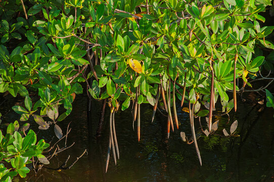 Red Mangrove, Rhizophora mangle. many seedlings, or propagules with long prop roots can be seen hanging above the water where they will drop and take hold to form a new tree. Horizontal.