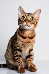 Obraz premium Bengal cat on white background
