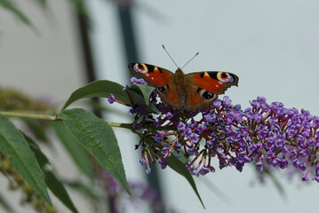 European peacock butterfly (Aglais io) perched on summer lilac in Zurich, Switzerland