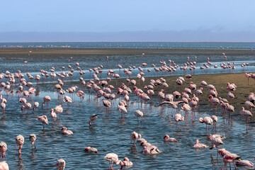 Pink Flamingo, Phoenicopterus ruber roseus, on the Walvis bay, Namibia