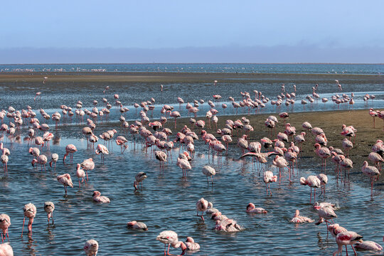 Pink Flamingo, Phoenicopterus ruber roseus, on the Walvis bay, Namibia