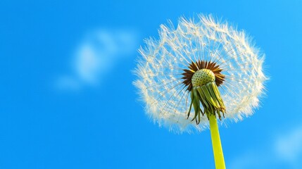 dandelion on blue background
