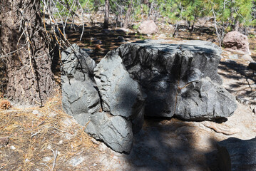 stone in the forest