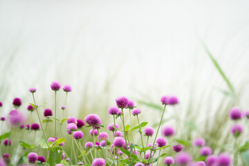Obraz premium A field of pink flowers with a white background. The flowers are in full bloom and are scattered throughout the field. Scene is peaceful and serene, as the flowers are a beautiful and calming sight