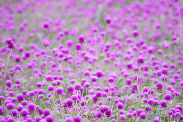 Obraz premium A field of purple flowers with many different types of flowers. The flowers are in full bloom and are scattered throughout the field. Scene is peaceful and serene, as the flowers are spread out