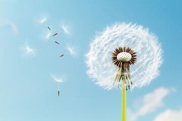Obraz premium A dandelion puff ball contrasts with a blue sky, releasing delicate seeds that float gently in the air.