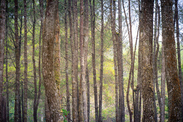 close up of pine tree trunk in forest. cool and very calm atmosphere in a pine forest