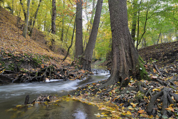stream between trees in the autumn forest