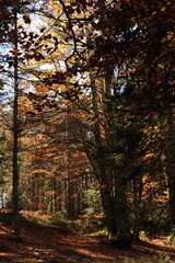 Hêtre dans la lumière automnale