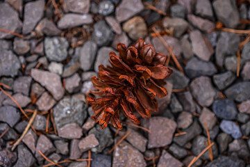 Texture of  a pinecone wild ferns leaves growing in a forest