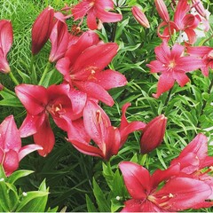 lilies, fleur, rose, fleur, nature, li, jardin, plante, beauté, fleurir, rouge, fleures, été, flore, printemps