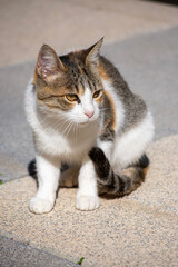 Gatita dom&eacute;stica. Animales de compa&ntilde;&iacute;a