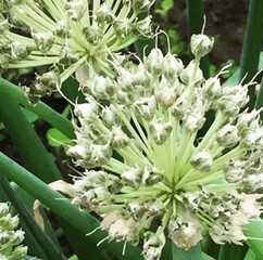 plante, fleur, nature, jardin, feuille, cactus, congé, printemps, fleur, gazon, gros plan, blanc