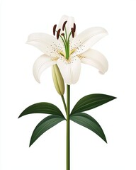 Fototapeta premium A beautiful white lily flower with green leaves, symbolizing purity and elegance, perfect for nature-themed designs.