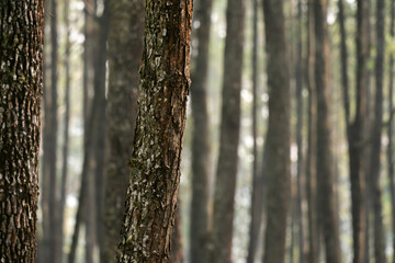 Obraz premium close up of pine tree trunk in forest. cool and very calm atmosphere in a pine forest