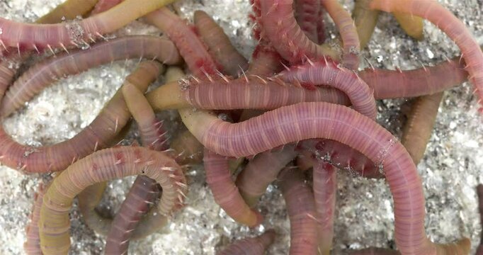 Colony of Arenicola marina worms close-up, class Polychaeta. They inhabit the intertidal zone and dig holes in silty-sandy soil. White Sea