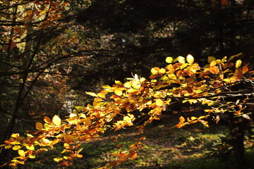 Branche de feuilles d'or