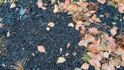 a patch of ground covered with small, scattered leaves. The leaves are mostly light brown and orange, suggesting they might be fallen autumn leaves
