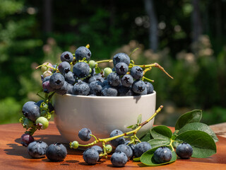 A vibrant blue huckleberry bush displaying clusters of ripening blueberries in a well-tended garden