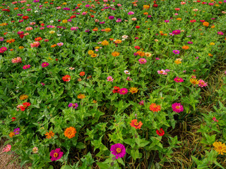 Summer bouquet. Beautiful multi colored fresh flower arrangement. Birthday bouquet made of summer flowers photographed outdoors.