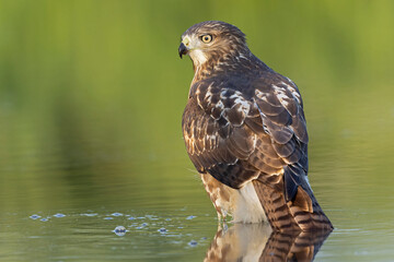 Obraz premium A portrait of a juvenile red-tailed hawk (Buteo jamaicensis) 