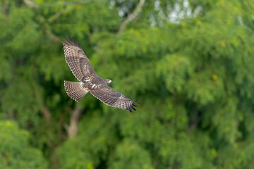 A juvenile red-tailed hawk (Buteo jamaicensis) in flight.
