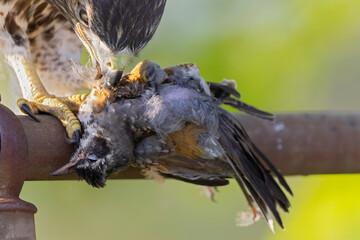 A dead American robin (Turdus migratorius) in the talons of a red-tailed hawk (Buteo jamaicensis).
