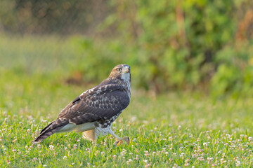 A juvenile red-tailed hawk (Buteo jamaicensis) on the ground.