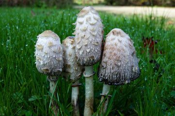 Coprinus comatus, an edible mushroom only in the first hours of life.