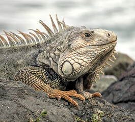 iguana lizard close up at spanish fort in old san juan puerto rico (reptile wildlife animal...