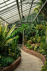 greenhouse with plants