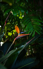 Bird of Paradise in Botanical Garden