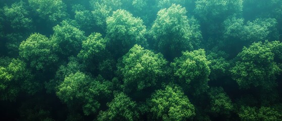 Obraz premium Aerial view of a lush tropical rainforest showcasing vibrant greenery and a dense tree canopy creating a rich ecosystem