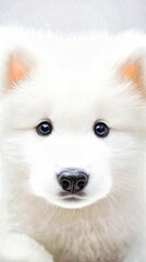Fototapeta premium Adorable white puppy posing on white background