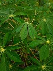 Cassava leaves, Green leaf background