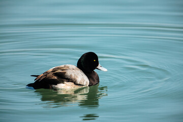 Male Greater Scaup swimming in the harbor in spring at Port Washington, Wisconsin