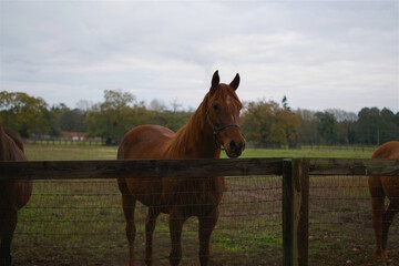 Caballo Marrón en un campo Inglés