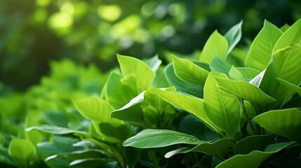 Obraz premium Leaves background green acacia leaves in the sun Spinach leaves are commonly used in various cuisines around the world and are known for their rich nutritional content, including vitamins