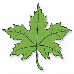 maple leaf isolated on white