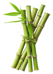 Obraz premium bamboo green sticks with leaves isolated on transparent background