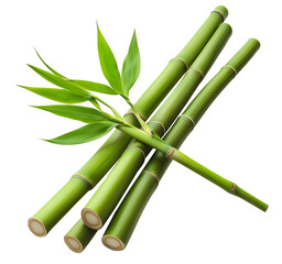 Obraz premium bamboo green sticks with leaves isolated on transparent background
