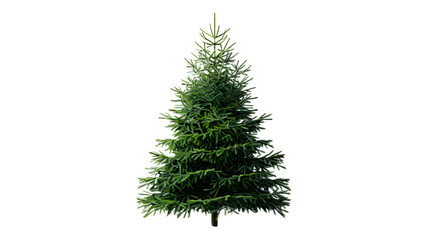 Realistic Christmas Tree on White Background
