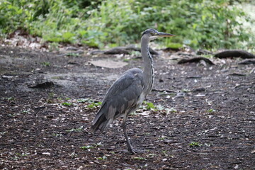 Fototapeta premium Grey heron in Ireland
