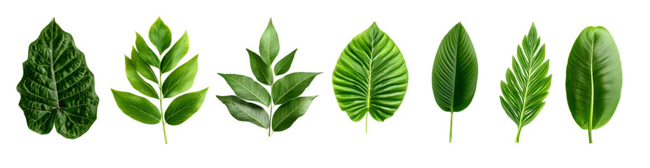 Obraz premium Collection of various green leaves isolate on transparent background, cutout, png