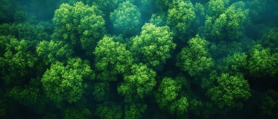 Aerial view of a vibrant forest canopy showcasing lush greenery and intricate patterns of treetops, evoking a sense of nature's vastness and beauty