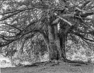 Brzydkie stare rozłożyste drzewo pozbawione igieł.   © Aneta