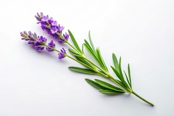 Minimalist Lavender Sprig on White Background
