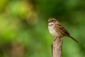 White-throated sparrow perched on a tree branch